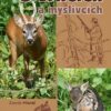 O srncích a myslivcích - Image 2