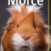 Morče - Image 2