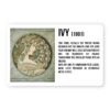 Magnet Alfons Mucha - Ivy - Image 2