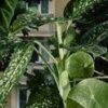 Plantlovers - Neviditelná botanika městského prostředí - Image 2