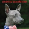 Temperamentní optimista americký bezsrstý teriér - Image 2
