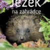Ježek na zahrádce - Pichlavá návštěva v přírodní zahradě - Image 2