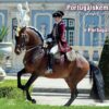 Portugalskem za lusitány / O Lusitano e Portugal - Image 2